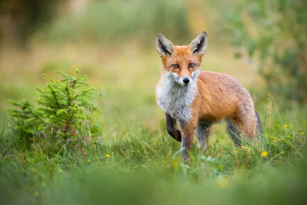 Lovely red fox facing camera with adorable eyes in green summer nature — Stock Photo, Image