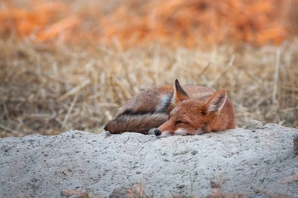 Adorável raposa vermelha dormindo ao nascer do sol com os primeiros raios de sol brilhando no fundo — Fotografia de Stock