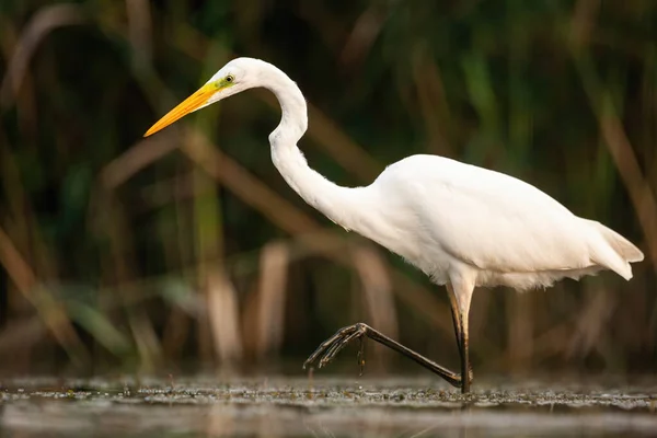 Graciosa grande egret andando em pântano com uma perna acima da superfície da água — Fotografia de Stock