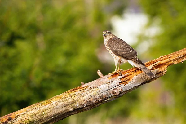 Gavilán sorprendido sentado en la rama en la naturaleza de verano con espacio para copiar . — Foto de Stock