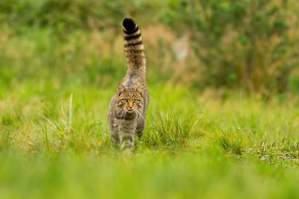夏の牧草地で高く開催された尾を持つ好奇心旺盛なヨーロッパの野生の猫狩り — ストック写真