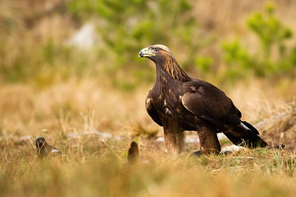 Alert golden eagle siedzi na ziemi na łące z suchą trawą wiosną. — Zdjęcie stockowe