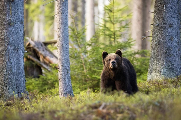 Majestuoso oso oso pardo de pie en el bosque de montaña entre arbustos de arándanos . — Foto de Stock