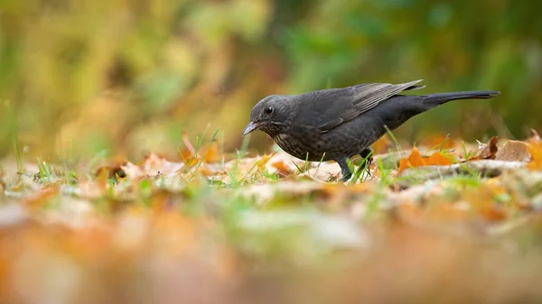 Pájaro negro común hembra sentada en claro con hierba y hojas naranjas — Foto de Stock