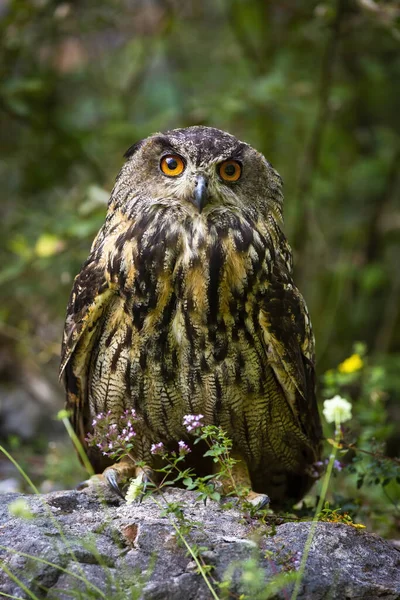 Interested eurasian eagle-owl looking into camera from front view — Stock Photo, Image