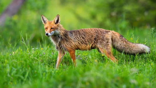 Majestuoso zorro rojo con piel naranja mojada y cola esponjosa mirando entre las flores silvestres . —  Fotos de Stock