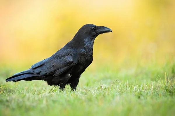 Aufmerksame Rabe sitzt im Herbst bei Sonnenaufgang auf dem Boden — Stockfoto