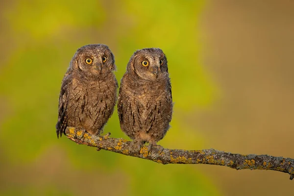 Surprised eurasian scops owl young chicks perched in spring nature at sunrise — Stock Photo, Image