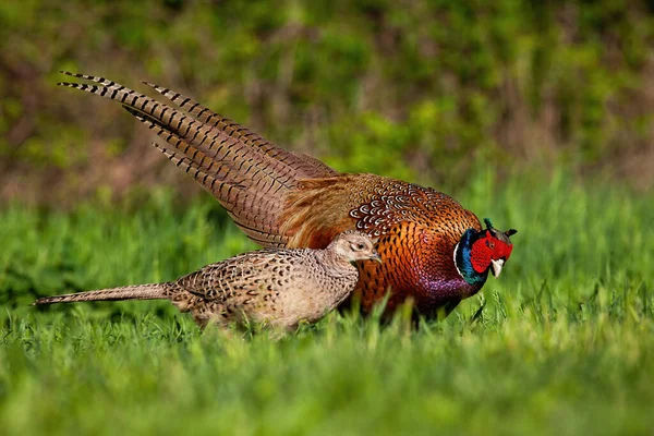 Bites et poules de faisan commun en saison des amours au coucher du soleil — Photo