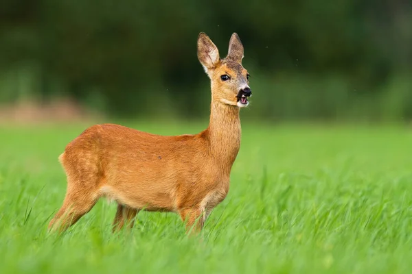 Carneiro engraçado cervo fawn pastoreio na natureza e olhando para a câmera na natureza — Fotografia de Stock