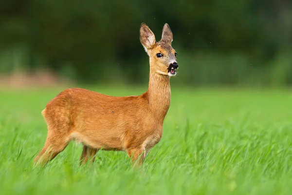 Grappige ree reeën weiden in de natuur en kijken in de camera in de natuur — Stockfoto