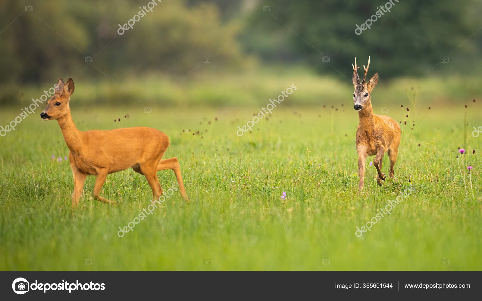 Corça capreolus capreolus corça selvagem na natureza