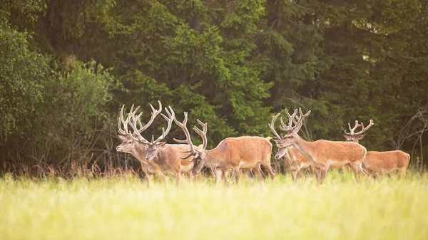 Skupina dominantních jeleních jelenů kráčejících v čerstvé sezónní přírodě z bočního pohledu — Stock fotografie