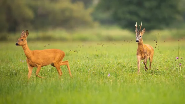 Pair of roe deer buck and doe in mating season in summer nature — Stock Photo, Image