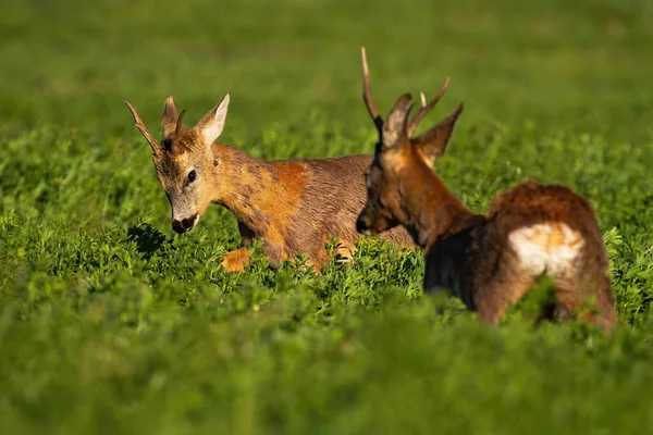 Rivalry of roebucks in a territorial fight in spring nature at sunrise — Stock Photo, Image
