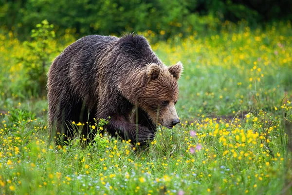 Ours brun fort marchant avec la patte dans les airs au printemps — Photo