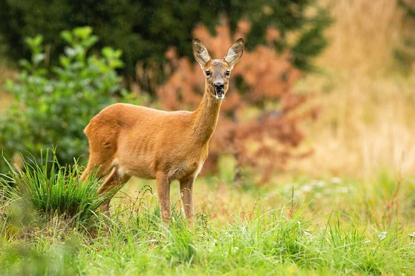 Yaz çayırlarında yeşil çimenli, ağzı açık çiğneyen geyik geyiği uyarısı.. — Stok fotoğraf