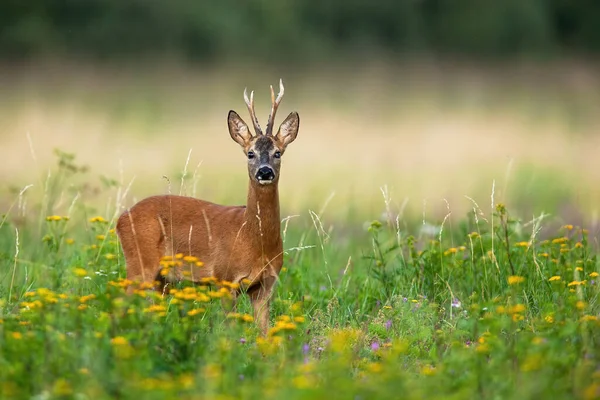 Alert roe jeleń buck ślepe na jedno oko patrząc w aparat fotograficzny na zielonej łące letniej — Zdjęcie stockowe