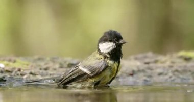 Fluffy great tit cleaning feathers and splashing water around in shallow pool