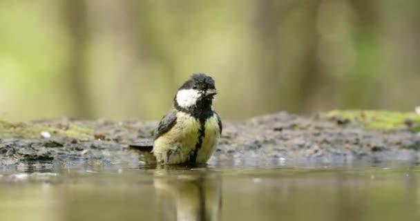 Cute great tit bathing water and splashing droplets by smashing with wings on surface. — Stok video