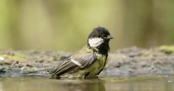 Fluffy great tit cleaning feathers and splashing water around in shallow pool — Stok video