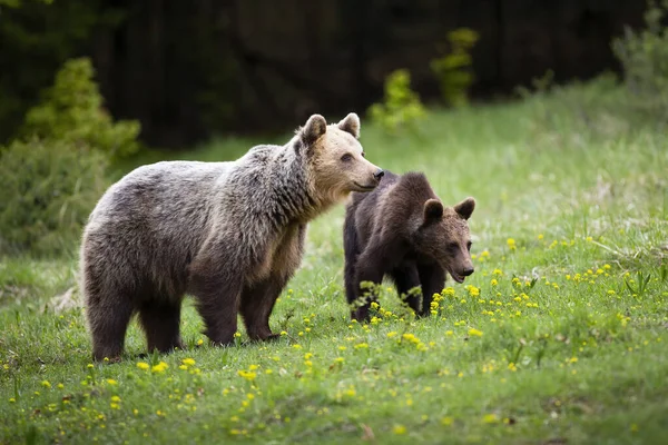 Família urso Harmonious observando ao redor no prado verde primavera com flores silvestres . — Fotografia de Stock