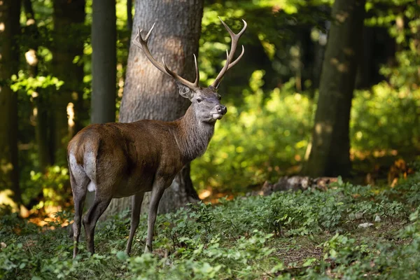 Lugn rådjur tittar åt sidan i sommar skog vid solnedgången — Stockfoto