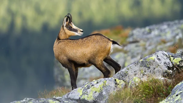 Συναγερμός tatra chamois στέκεται σε βραχώδη ορίζοντα στα βουνά και κοιτάζοντας πίσω — Φωτογραφία Αρχείου