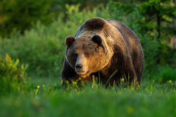Enorma bruna björn hane står på en äng ser fram emot i sommar vid solnedgången. — Stockfoto