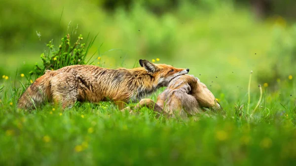 Vuxen röd räv håller död rådjur doe vid hals på äng med grönt gräs — Stockfoto