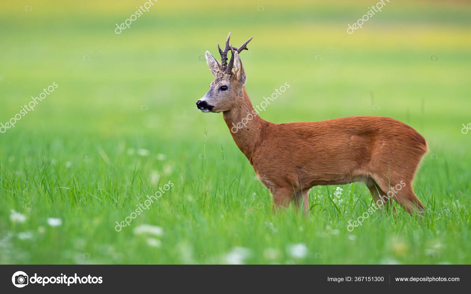 Corça capreolus capreolus corça selvagem na natureza