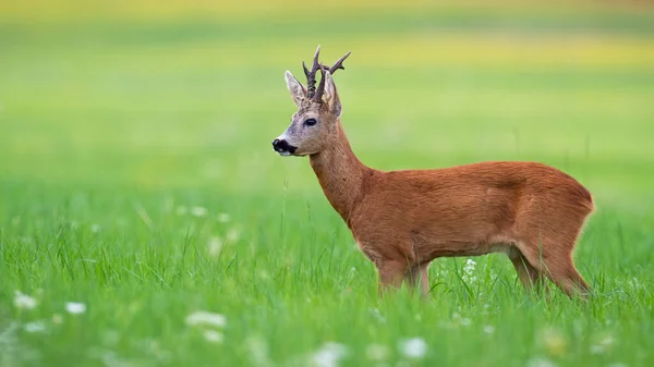 Entzückender Rehbock, der in grüner Sommernatur steht und das Revier beobachtet. — Stockfoto