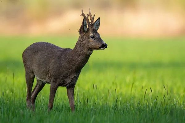 Veado ovas territoriais em pé na grama verde e olhando para o lado na natureza primavera — Fotografia de Stock