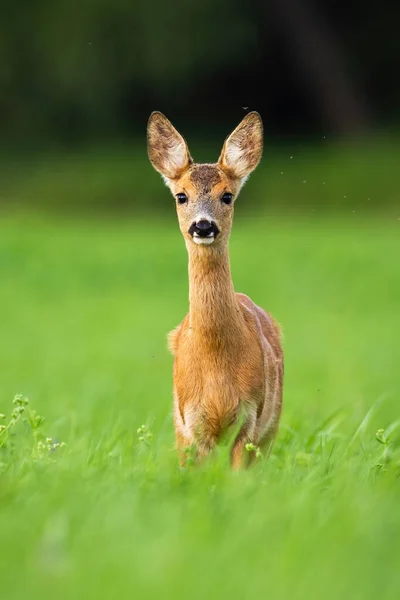 Alerta corça cervo fawn em pé na grama verde e olhando na câmera — Fotografia de Stock