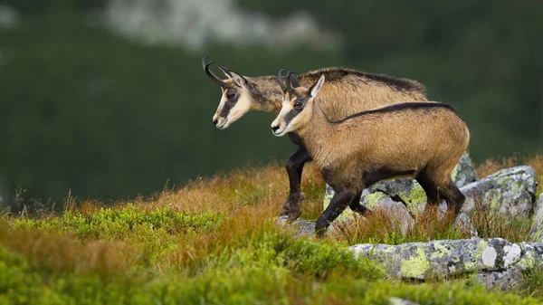 Vital tatra chamois walking on rocky slope in high altitude in summer nature. — Stock Photo, Image