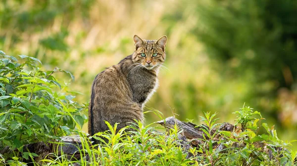 İlkbahar ormanlarında ufukta oturan şaşırmış Avrupalı vahşi kedi — Stok fotoğraf
