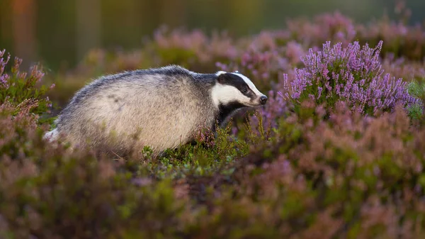 Curious european badger looking aside from profile view on blooming heathland — Stock Photo, Image