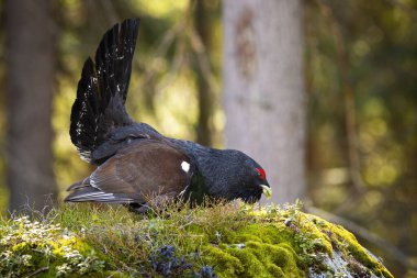 Batılı capercaillie 'nin güzel erkeği güneş ışığında kendini besliyor.