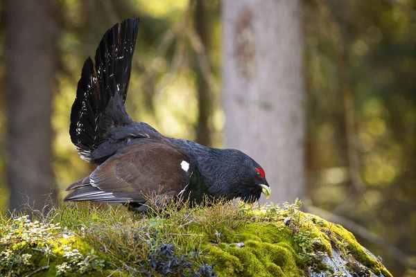 Vackra hane av västra tjäder matar sig själv i den solbelysta morgonen — Stockfoto