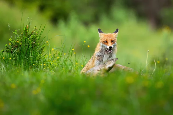 Raposa vermelha laranja sentada perto da morte de veados com a boca aberta em um dia quente de verão — Fotografia de Stock