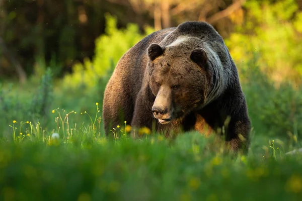 Gevaarlijke bruine beer nadert op groen gras van voren in de zomer — Stockfoto