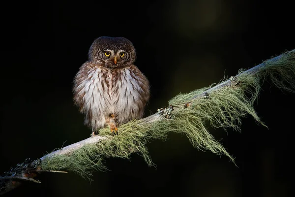 Adorable eurasian pygmy-owl sitting on the branch in the dark atmosphere