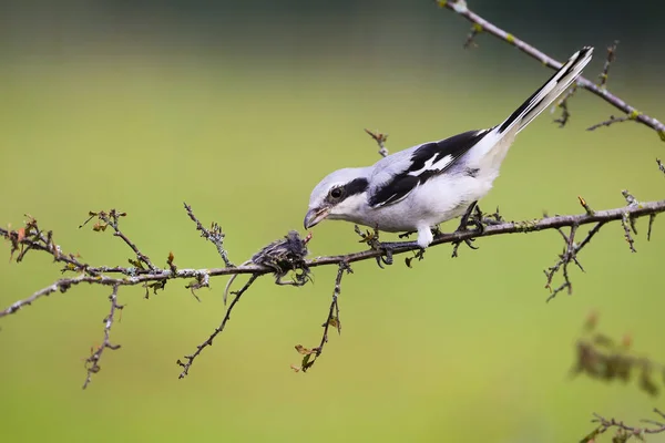 Fierce great grey shrike sitting on a twig with mouse impaled on thorn in summer — Stock Photo, Image