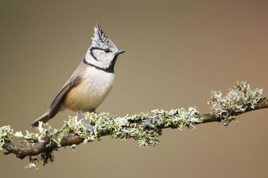 Beautiful european crested tit posing on the twig fully covered by lichen.