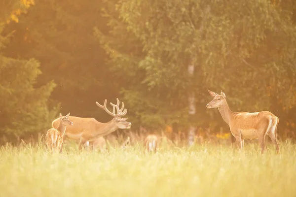 Familie van rode herten grazen op groen veld bij zonsondergang in de zomer — Stockfoto