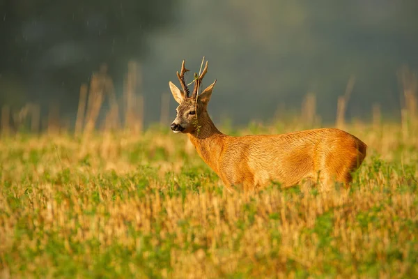 Dominanter Rehbock beobachtet sein Revier im Sommer mit Gras am Geweih — Stockfoto