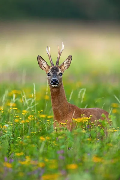 Zaujalo mě jelení jelení srnka pozorovat na kvetoucí louce se žlutými divokými květy — Stock fotografie
