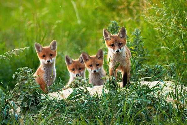 Piękny portret czworga młodych lisów wychodzących latem z dziury. — Zdjęcie stockowe