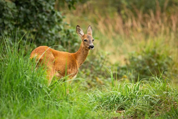 Bored vrouwelijke reeën staan in hoge vegetatie, Slowakije, Europa. — Stockfoto