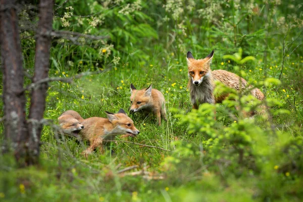 Αξιολάτρευτη οικογένεια κόκκινης αλεπούς στο δρόμο μέσα από το δάσος την άνοιξη — Φωτογραφία Αρχείου